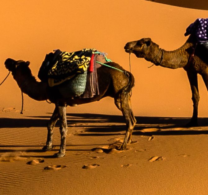 /sites/default/files/product-image/Camels On Desert Under Blue Sky Print-3.jpg