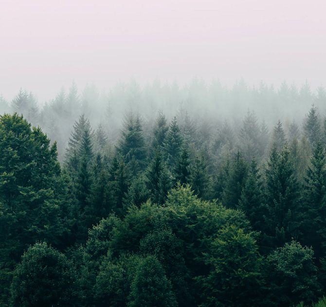 /sites/default/files/product-image/Foggy Forest Print - 1_0.jpg