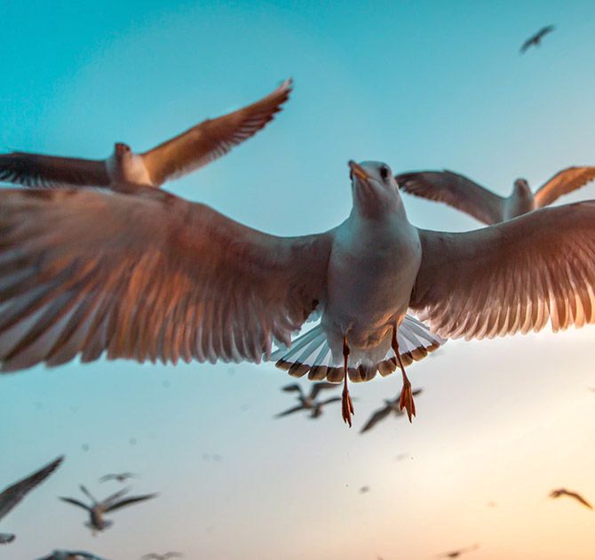/sites/default/files/product-image/Seagulls Print - 1_0.jpg