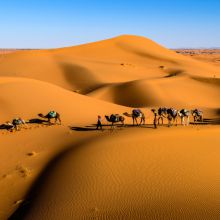 /sites/default/files/product-catalog-image/Camels On Desert Under Blue Sky Print-1.jpg