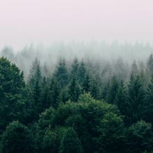 /sites/default/files/product-catalog-image/Foggy Forest Print - 1_0.jpg