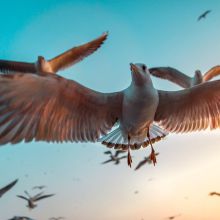 /sites/default/files/product-catalog-image/Seagulls Print - 1_0.jpg