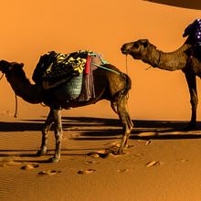 /sites/default/files/product-image/Camels On Desert Under Blue Sky Print-3.jpg